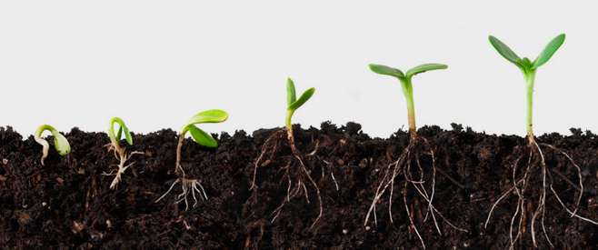 croissance graine semis plant